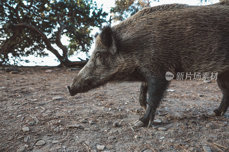 野猪(Sus scrofa)，欧亚野猪